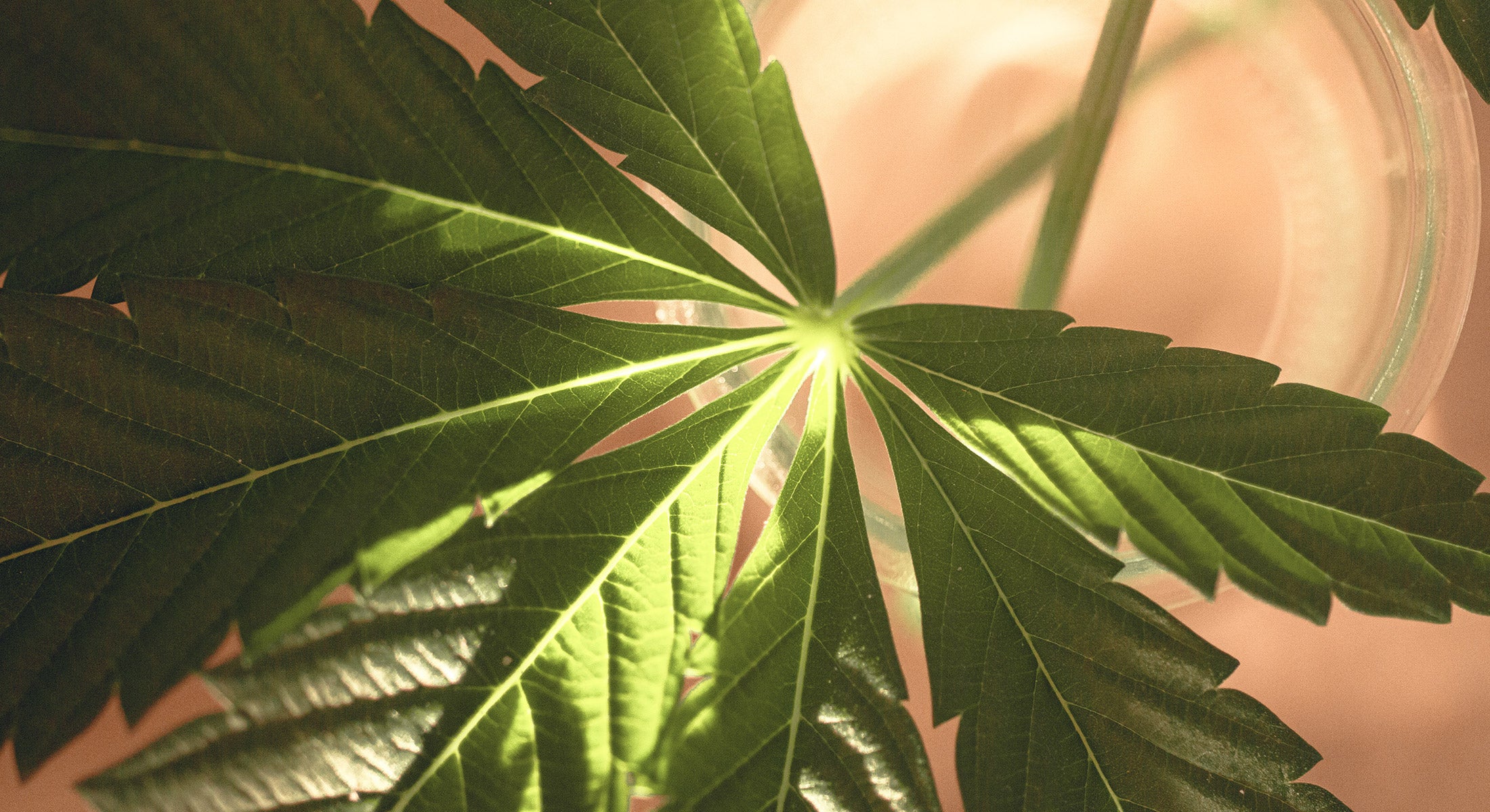 Can Cannabis Compounds Help Protect Against Covid  Infection?