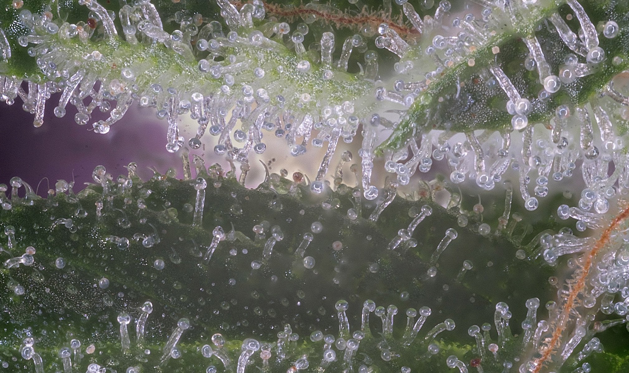 Trichomes: Why Does Cannabis Produce Cannabinoids?