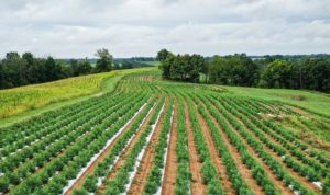 CBD Gummies 750mg 30-Pack, 25mg each